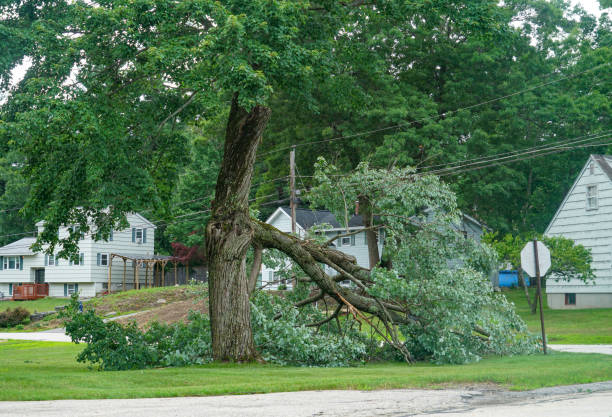 Best Tree Branch Trimming  in Moroni, UT